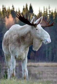 White Bull Moose Albino Moose, Moose Pictures, Regnul Animal, Bull Moose, Albino Animals, Mule Deer, Rare Animals, Manx, Majestic Animals