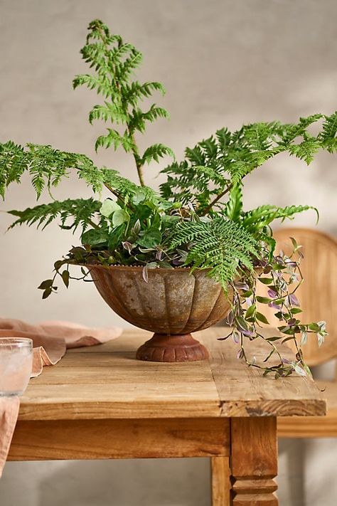 Hand-crafted especially for terrain, this low-profile urn brings antique appeal to indoor plantings. | Antiqued Iron Low Urn Planter in Beige, Size: 18" at Terrain Plant Troughs, Antique Planter, Antique Urn, Porch Planters, Container Ideas, Set Decoration, Copper Planters, Urn Planters, Ceramic Inspiration