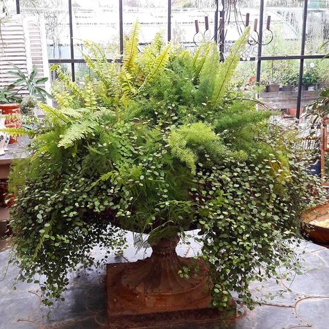 Muehlenbeckia Complexa, Potted Garden, Flower Picks, French Garden, Beautiful Bouquet, Garden Shed, The English, A Thing, Garden Pots