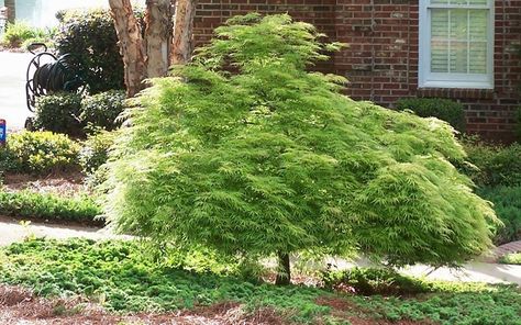 Viridis Japanese Maple Photo 2 Coral Bark Japanese Maple, Conifers Garden, Front Yard Plants, Drought Tolerant Perennials, Patio Trees, Backyard Adventure, Japanese Maples, Buy Plants Online, Japanese Maple Tree