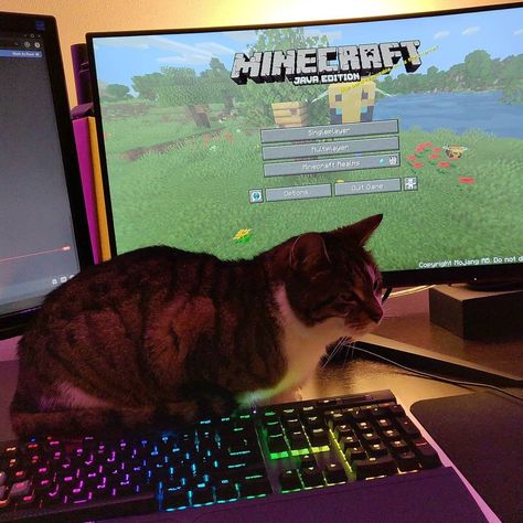 Streamer Dr Aesthetic, Mcyt Aesthetic, Streaming Aesthetic, Dsmp Aesthetic, Streamer Aesthetic, Gaming Aesthetic, Streamer Dr, Dream's Cat, Gaming Room Setup