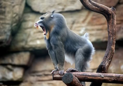 madrill Mandrill Monkey, Monkey Family, Mandrill, Great Ape, Pet Monkey, Rare Animals, A Monkey, Baboon, Primates