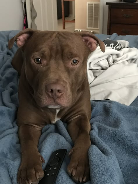 Chocolate Pitbull, Dog Trends, Helpful Things, Basic Needs, Train Your Dog, Mia 3, Pitbull Puppies, Bull Terrier Dog, Bully Breeds