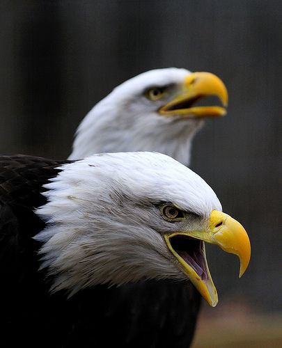 Double Eagle II | Taken at the World Bird Sanctuary. Best vi… | Flickr Aigle Royal, Eagle Images, Eagle Wallpaper, Double Eagle, Eagle Pictures, Eagle Bird, Eagle Art, Bald Eagles, Birds Of Prey