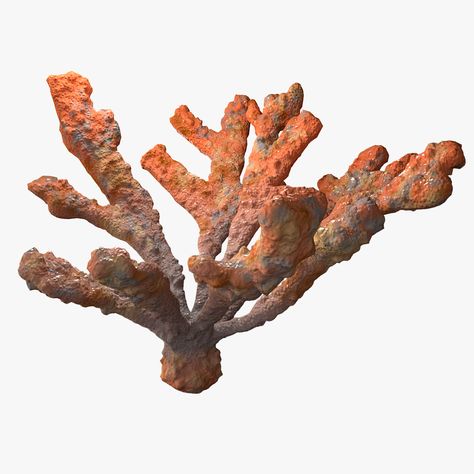 Coral elkhorn 3D Модель $19 - .max .3ds .fbx .obj - Free3D Blue Tang Fish, Brain Coral, Fan Coral, Discus Fish, Angel Fish, Tropical Fish, Coral Reef, Coral Pink, Quote Prints