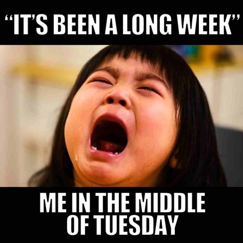 only tuesday work meme Tuesday Work Humor, Funny Tuesday Work Memes, Wednesday Funny Work Memes, Fat Tuesday Meme Funny, Tuesday Meme Humor, Funny Tuesday Memes Humor, Tuesday Meme, Thursday Meme, Tuesday Humor