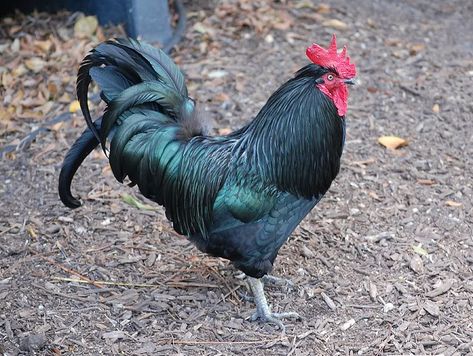 black austrolorp rooster. We have a few of these hens and roosters. Australorp Rooster, Australorp Chicken, Black Australorp, Rooster Garden, Boneless Chicken Wings, Chicken Shed, Chicken Pictures, Urban Chickens, Black Rooster