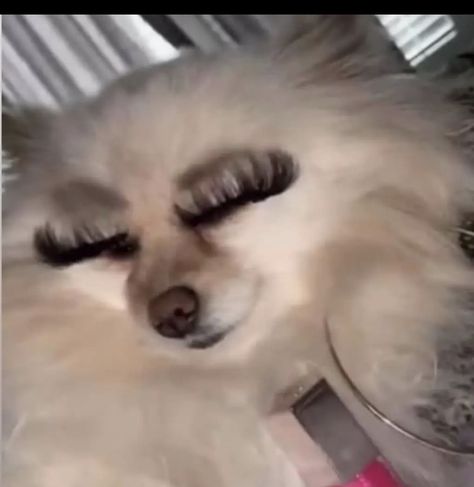 Dogs With Eyelashes, Dog With Lashes, Dog With Eyelashes, Funny Dog Faces, Goofy Dog, Heavy Burden, Very Cute Dogs, Dogs Cute, Funny Animal Photos