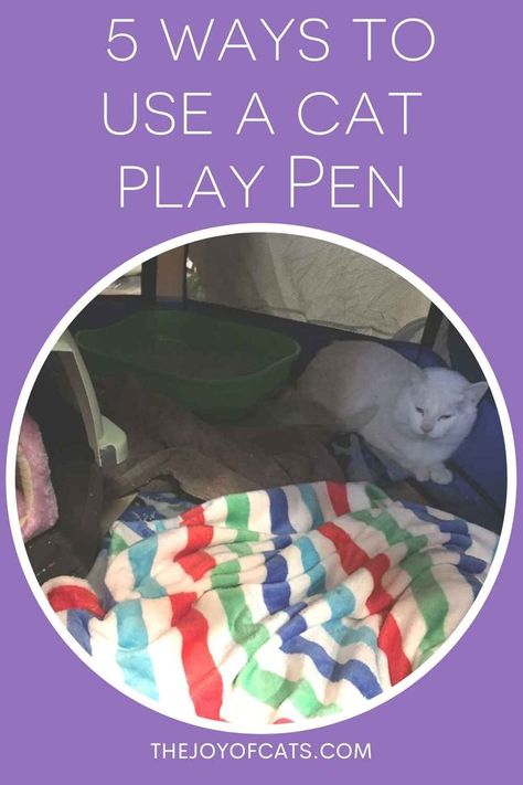 5 ways to use a cat playpen. Includes tips. Diy Indoor Kitten Playpen, Cat Play Pen, Cat Playpen, Play Pen, Foster Cat, Outdoor Cat, Outdoor Cats, Cat Playing, Cat Mom