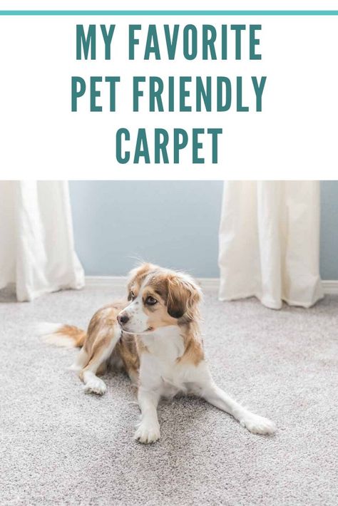 Pet Friendly Carpet Ideas, Best Carpet For Pets, Carpet For Dogs, Pet Friendly Living Room, Pet Friendly Carpet, Choosing Carpet, Snug Room, Dark Carpet, Kid Room Carpet