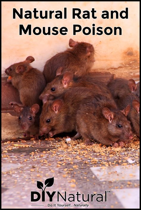 Homemade Mice Poison, All Natural Mouse Repellent, Mice Repellent How To Get Rid Outside, Mouse Poison Homemade, Homemade Mouse Poison, Keep Rats Out Of House, Getting Rid Of Rats In Your Home, Natural Mouse Repellent, Kill Mice In House