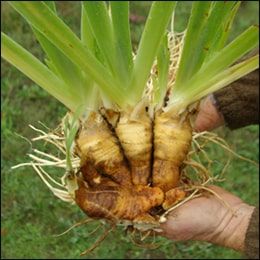 Orris root (Iris germanica) Clean Scalp, Orris Root, The Outlander, Scented Oils, Skin Discoloration, Iris Flowers, Smoother Skin, Herbs And Spices, Planting Herbs