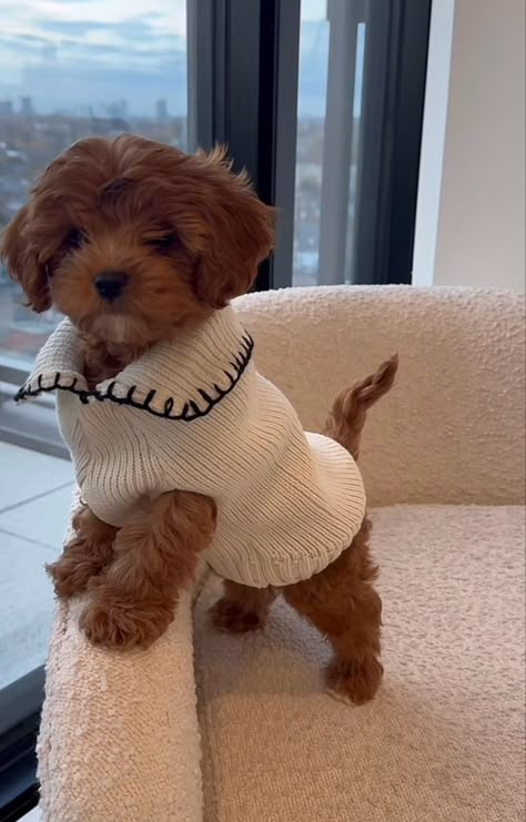 Cockapoo Puppies Aesthetic, White Toy Poodle Puppy, Mini Poodle Outfits, Cute Small Breed Dogs, Puppy Asthetics Photos, Maltipoo Outfits, Small Cute Dogs Breeds, Cute Dogs Fluffy, Maltipoo Grown Up