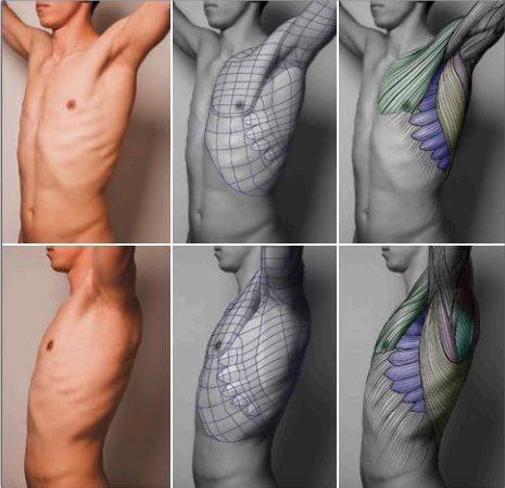 Human Anatomy Reference, Anatomy Practice, Anatomy Tutorial, Male Torso, Human Anatomy Drawing, Human Anatomy Art, Figure Reference, Anatomy Sketches, Body Reference Drawing