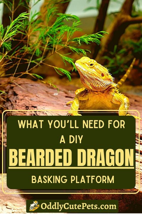 DIY Bearded Dragon Basking Platform: How-To Guide Diy Reptile Basking Platform, Diy Bearded Dragon Basking Platform, Diy Basking Platform Bearded Dragon, Diy Bearded Dragon Hammock, Bearded Dragon Basking Platform Diy, Diy Bearded Dragon Hide, Diy Bearded Dragon Decor, Diy Bearded Dragon Cage, Bearded Dragon Basking Platform