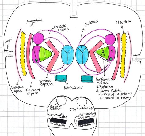 Basal Ganglia Anatomy, Caudate Nucleus, What Is Intelligence, Substantia Nigra, Basal Ganglia, Medical Study, Medical Graduate, Medicine Studies, Brain Anatomy