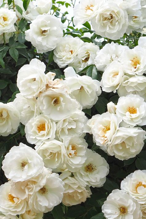 Climbing Iceberg Rose Plant Potted Floribunda White Flowers | Etsy Best Potted Flowers, Rugosa Rose, Floribunda Rose, Top Flowers, Long John Silver, Rose Plant, Beautiful Flowers Photography, Shade Flowers, Moon Garden