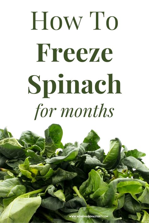 Freeze Spinach, Store Vegetables, Malabar Spinach, Storing Vegetables, Salad Spinner, Freezer Storage, Spinach Smoothie, Vegetable And Fruit, Fruit Storage