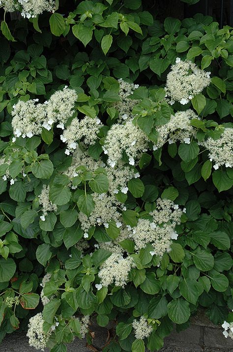 Click to view full-size photo of Climbing Hydrangea (Hydrangea anomala 'var. petiolaris') at Gertens Climbing Hydrangea Vine, Hydrangea Vine, Hydrangea Petiolaris, Landscape Nursery, Climbing Hydrangea, Mountain Nursery, Landscape Structure, Climbing Vines, Flowering Vines