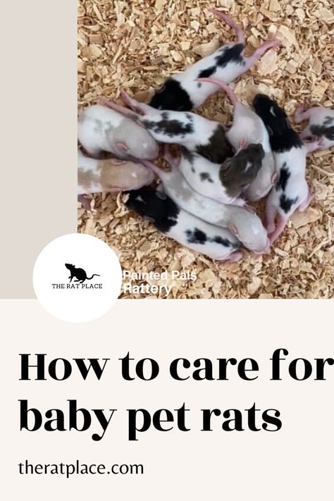 Helpful information and tips for caring for baby rats #petrats #ratsofpinterest Breeding Rats, Rat Breeding, Rat Breeding Setup, Baby Rat, Rat Care, Rat House, Taking Care Of Baby, Baby Rats, Rat Cage