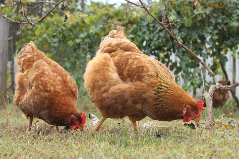 Freedom Rangers Chickens Boneless Chicken Wings, Chicken Coop Garden, Red Ranger, Chicken Eating, Tasty Meat, Raising Backyard Chickens, Asparagus Fern, Keeping Chickens, Farm Ideas