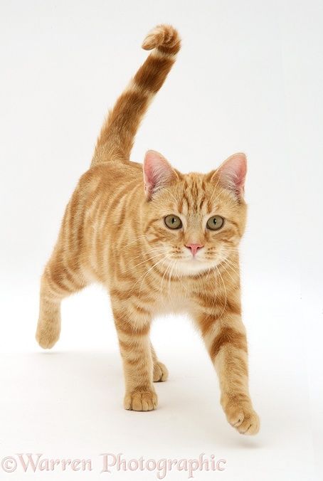 Ginger cat walking Red Tabby Cat, Walking Photo, Cat References, Cat Walking, Colorful Hairstyles, Cat Drawing Tutorial, Cat Reference, Ginger Cat, Cat Pose