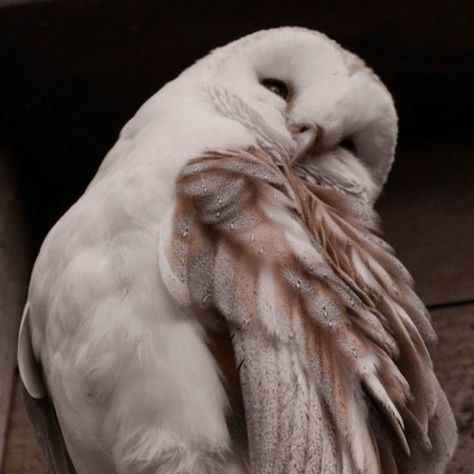 Discover more posts about athena aesthetic. Athena Aesthetic, Snow Owl, Targaryen Aesthetic, Owl Pictures, White Owl, Pretty Animals, Harry Potter Aesthetic, Snowy Owl, Sugar Glider