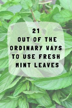 How To Use Spearmint Leaves, Ways To Use Mint Leaves, How To Use Mint Leaves, Ways To Use Fresh Mint, Things To Do With Fresh Mint, Uses For Fresh Mint, Mint Herb Uses, Fresh Mint Uses, Uses For Mint Leaves