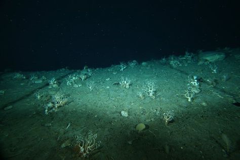 Mariana Trench Aesthetic, Deep Sea Trench, Deep Sea Scary, Deep Sea Landscape, Deep Sea Horror Aesthetic, Deep Sea Photography, Deep Sea Gigantism, Deep Sea Moodboard, Limal Spaces