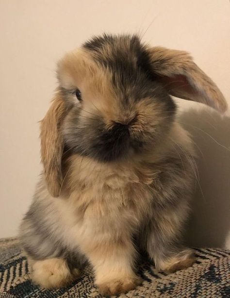 Pet Bunny Rabbits, Cutee Animals, Bunny Cages, Cute Bunny Pictures, Pet Bunny, Bunny Pictures, Bunny Rabbits, Pretty Animals