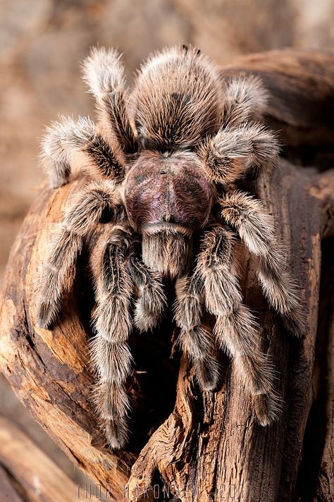 photo Rose Hair Tarantula, Rose Tarantula, Pet Aesthetic, Pet Tarantula, Arachnids Spiders, Tarantula Spider, Spider Species, Pet Spider, Arthropods