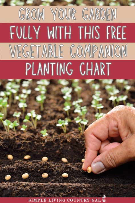 Maximize your garden's potential with this vegetable companion planting chart! Learn which vegetables thrive together and download your free Vegetable Companion Planting Chart PDF. Achieve a healthier garden with fewer pests, better yields, and more fun! Ideal for both new and experienced gardeners. Vegetable Garden Companion Layout, Plant Germination Chart, How Many Vegetables To Plant Per Person, Plant Spacing Guide Vegetable Garden, Gardening Companion Planting, Plant Companions Vegetables, Best Time To Plant Vegetables, Vegetable Companion Planting Charts, What Vegetables To Plant Together