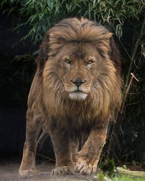 Barbary Lion, Nature Photography Animals, Lion Walking, Panthera Leo, Lion Photography, Lions Photos, Wild Photography, Lion And Lioness, Lion Love