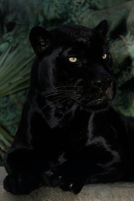 Jaguar Cat, Black Panther Cat, Panther Pictures, Pc Background, Panther Cat, Jaguar Animal, Black Jaguar, Big Cats Art, Pretty Animals