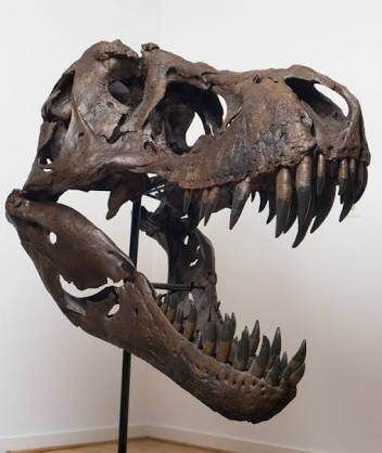 Home - Quora Dinosaur Skull, Skull Reference, Dinosaur Skeleton, Paleo Art, Dinosaur Bones, 1 Tattoo, Animal Bones, Dinosaur Art, Dinosaur Fossils