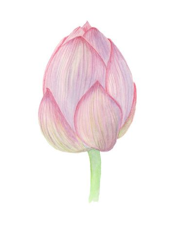 Lotus Buds Drawing, Lotus Bud Tattoo, Lotus Bud Drawing, Lotus Blooming, Buddha Symbols, Lotus Flower Painting, Lotus Bud, Sacred Lotus, Lotus Blossom