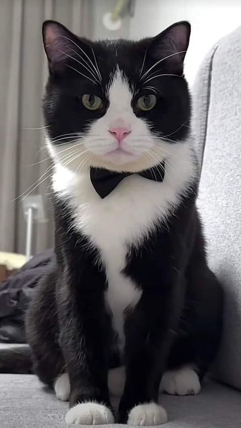 Cat Tuxedo, Cat Stretching, Tuxedo Cats, Gorgeous Cats, Cat Photography, White Cats, Cute Animal Photos, Cute Cats And Kittens, Funny Cute Cats