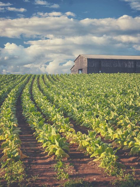 Vegetable Farm Aesthetic, Urban Farming Aesthetic, Crops Aesthetic Farm, Farming Aesthetic, Farm Market Ideas, Crop Farming, Crop Field, Farm Restaurant, Porch Life