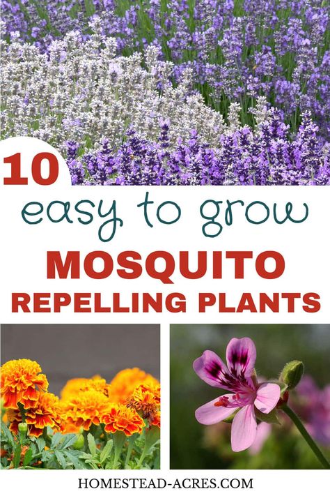 These mosquito repellent plants really work! Mosquitoes used to drive me crazy but adding these plants that repel mosquitoes in my backyard garden and patio helped so much. You’ll love these easy to grow flower and herb ideas for both sunny and shade gardens. #gardening #gardenpests #naturalliving #homesteadacres | homestead-acres.com Backyard Bug Repellent, Mosquito Repellent Plants, Herb Ideas, Plants That Repel Mosquitoes, Insect Repellent Plants, Plants That Repel Bugs, Mosquito Repelling, Mosquito Plants, Repellent Plants