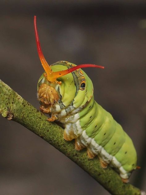 Caterpillar Character Design, Fuzzy Caterpillar, Bug Art, Animal Study, Beautiful Bugs, Arthropods, Crustaceans, Arachnids, Tree Drawing