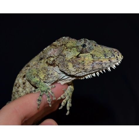 The Cuban False Chameleon. How could you not love that derpy face - and those "whiskers!" Cuban False Chameleon, False Chameleon, Derpy Face, Reptile Care, Cute Reptiles, Leopard Gecko, Not Love, Lizards, Exotic Pets