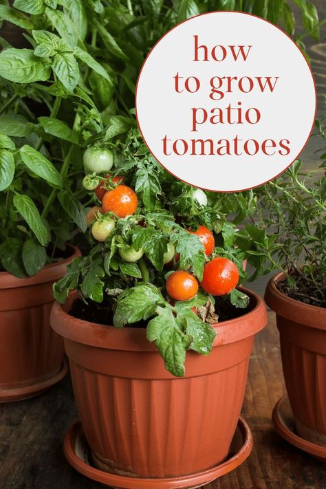 Tomatoes In A Pot, Tomato In Pots, How To Plant A Tomato Plant, Tomatoe Plant Care, Tomato Pot, Container Gardening Tomatoes, Tomato Pots Growing, Porch Tomato Plants, Tomato Plants In Pots