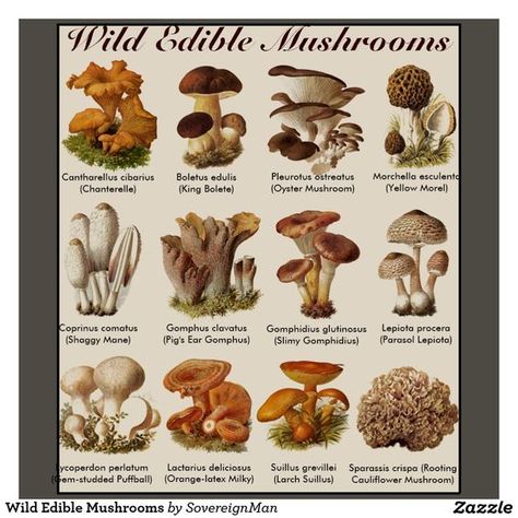 Edible Wild Mushrooms, Edible Fungi, Growing Mushrooms At Home, Mushroom Identification, Wild Food Foraging, Mushroom Cultivation, Garden Mushrooms, Edible Mushrooms, Survival Gardening