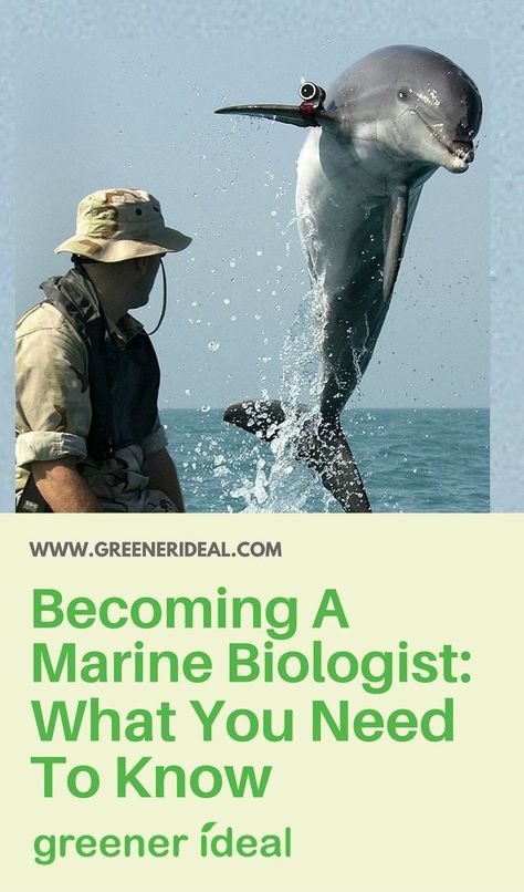 Marine Biology Jobs, Environmental Jobs, Biology Jobs, Biology College, Journey Map, Marine Science, Marine Wildlife, Stem Careers, Conservation Biology