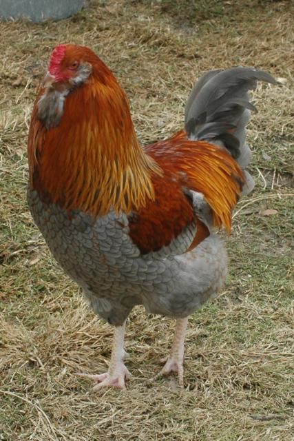 The Olive-Egger thread! - Page 351 Olive Egger Rooster, Olive Eggers, Hen Games, Olive Egger, Homesteading Life, Rooster Breeds, Chicken Farming, Beautiful Chickens, Game Birds