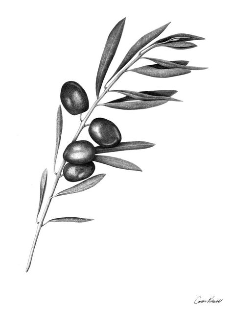 Black And White Olive Branch Tattoo, Olive Leaves Drawing, Olive Branch Drawing, Olive Tree Tattoos, Olive Tattoo, Olive Branch Tattoo, Branch Drawing, Leaf Tattoo, Branch Tattoo