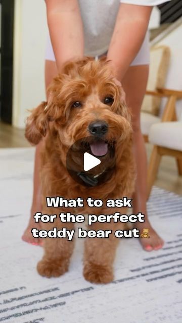 Utah Goldendoodles on Instagram: "What to ask your groomers for the perfect teddy bear cut!🧸✨✂️ #dogsofinstagram #goldendoodle #teddybearcut #groomers" Goldendoodle Face Trim, Teddy Bear Haircut Goldendoodle, Teddy Bear Cut Goldendoodle, Teddy Bear Haircut, Teddy Bear Goldendoodle, Goldendoodle Haircuts, Red Goldendoodle, Goldendoodle Grooming, Face Trimmer