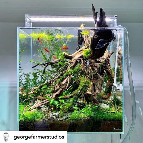 Aqua Escape on Instagram: “1 million and 1 things going on in this scape🔥the piece(s) of driftwood is so unique! Never seen anything similar👌🏼looks like a bottom of a…” Best Aquarium Filter, Aqua Plants, Aqua Scaping, Aquascape Ideas, Fish Tank Terrarium, Saltwater Fish Tanks, Fish Tank Design, Aquascape Design, Aquarium Driftwood