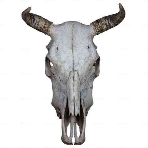 Skull Transparent, Cattle Skull, Skull Png, Transparent Png, Design