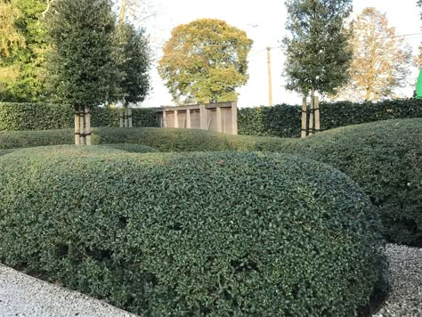 Wolken in Osmanthus burkwoodii met Querqus ilex Osmanthus Burkwoodii, Garden Floor, Mediterranean Landscaping, Gravel Garden, Outdoor Inspirations, Garden Trees, Green Space, Garden Gates, Front Garden